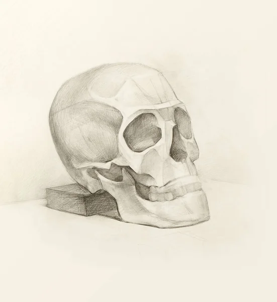 academic pencil drawing of a human skull. instructional graphic sketch in three quarters. texture of strokes on paper