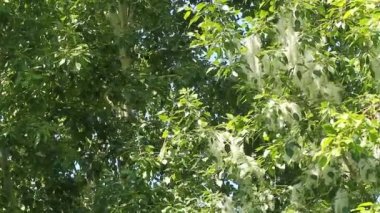 Büyük miktarlarda kavak tüyü. Yangın tehlikesi var. Mevsimsel alerjik reaksiyon sorunu.