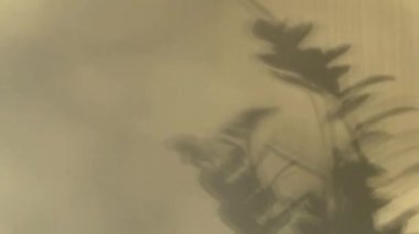Sıva kaplı bir duvarda Zamiokulka bitkisinin hareket eden gölgesi. Batan güneşten güzel koyu bir siluet. Rüzgardan gelen dalların hareketi. Gölgeler oyunu. Beyaz duvardaki illüzyonlar.