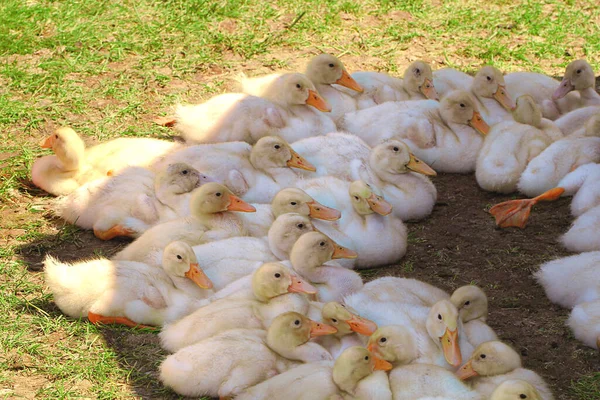 A flock of ducklings are sitting in the shade on the green grass. Yellow fluffy birds with pink beaks and legs. Agriculture and farming concept.