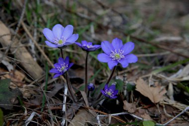 Ormandaki güzel mavi kardamlaları