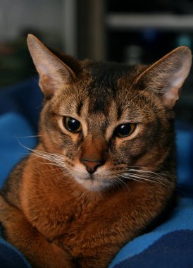portrait of an Abyssinian cat clipart