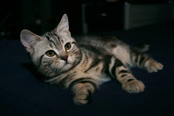 British Shorthair Tabby Kitten Home Bench — Stock Photo, Image