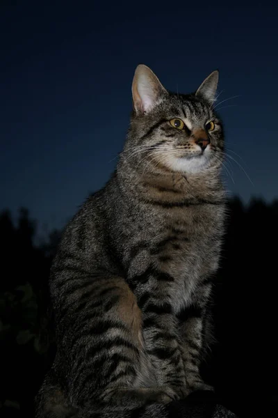 Mongrel Striped Kitten Sitting Rock Country — Stock Photo, Image