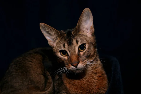 Portrait Abyssinian Cat — Stock Photo, Image