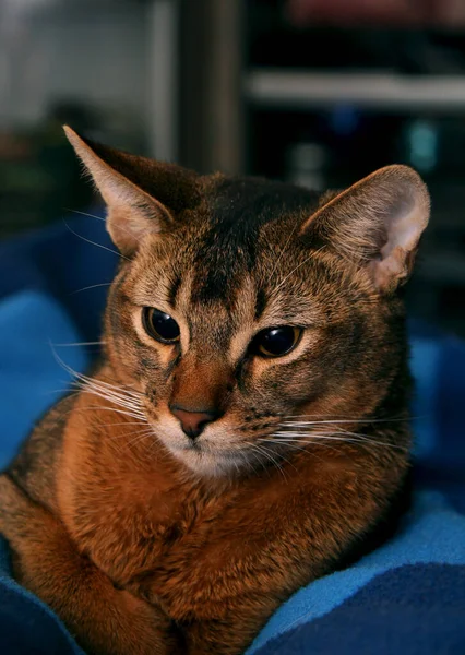 Retrato Gato Abissínio — Fotografia de Stock