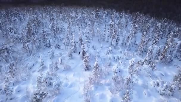 Esquiador Paseos Una Ladera Cubierta Nieve Salvaje Entre Los Árboles — Vídeos de Stock