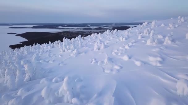 Sobrevoando Uma Encosta Coberta Neve Selvagem Sobre Árvores Bonés Neve — Vídeo de Stock