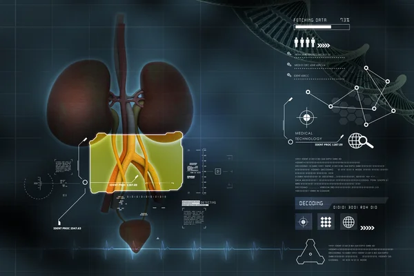 The urinary system — Stock Photo, Image