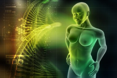 kadın insan vücudu