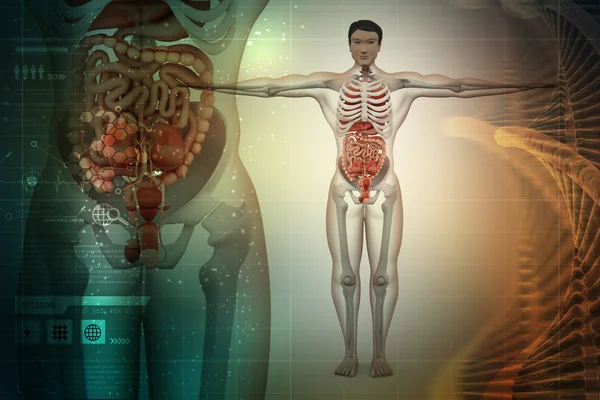 Human anatomy with dna — Stock Photo, Image