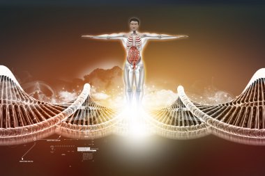 Dna ile insan anatomisi