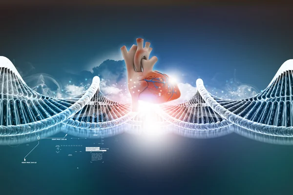 DNA modell med mänskliga hjärtat — Stockfoto
