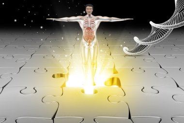 Dna ile insan anatomisi