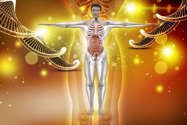 A DNS az emberi anatómia — Stock Fotó