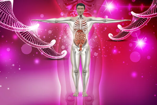 Human anatomy with dna — Stock Photo, Image