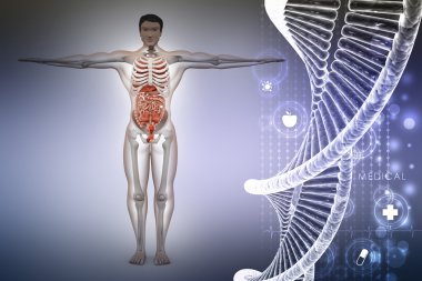 Dna ile insan anatomisi