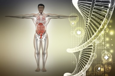 Dna ile insan anatomisi