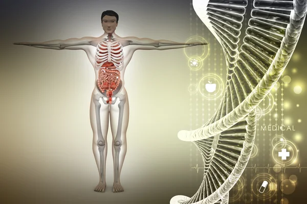 Anatomie humaine avec ADN — Photo
