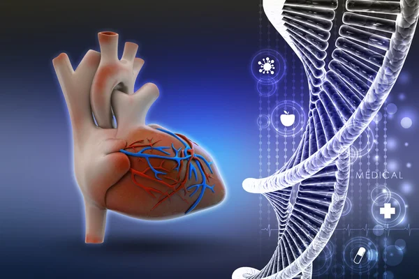 Modello di DNA con cuore umano — Foto Stock