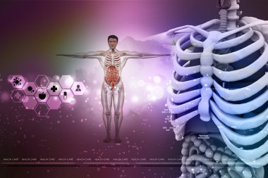 İnsan Anatomisi