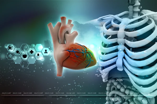 Human heart — Stock Photo, Image