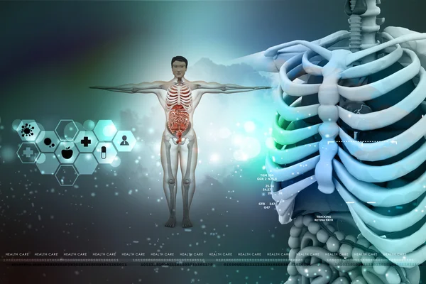 Human anatomy — Stock Photo, Image