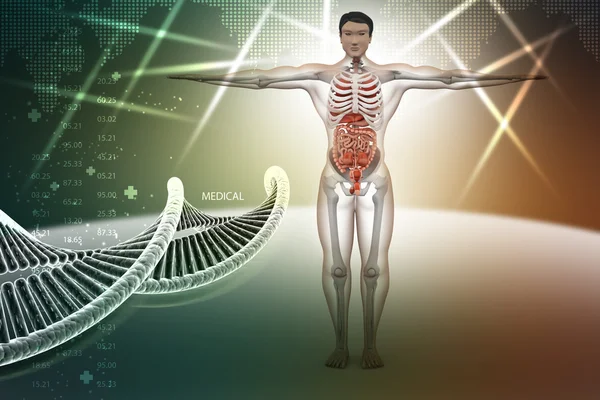 Dna ile insan anatomisi