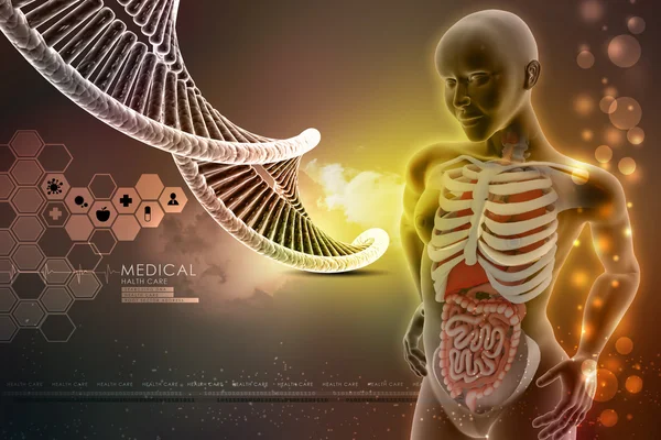 Female anatomy — Stock Image Female anatomy Royalty Free Stock Photos