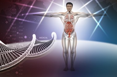 Dna ile insan anatomisi