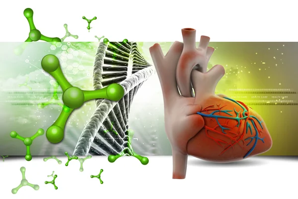 DNA modell med mänskliga hjärtat — Stockfoto