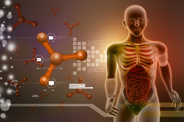 Kobiecej anatomii — Zdjęcie stockowe