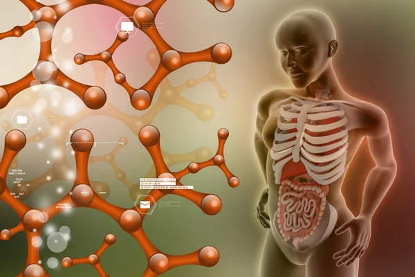 Anatomía humana —  Fotos de Stock