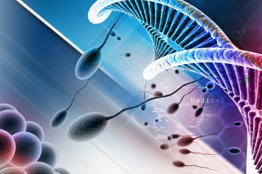 sperm yumurtayı gidiyor