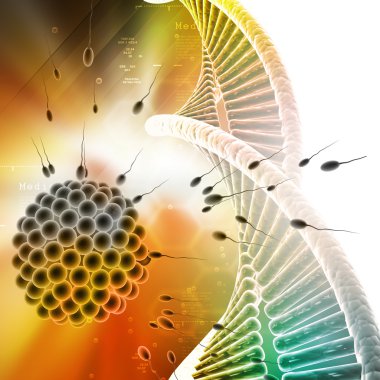 sperm yumurtayı gidiyor