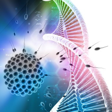 sperm yumurtayı gidiyor