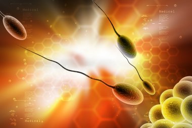 Sperm ve yumurta hücre kavramı
