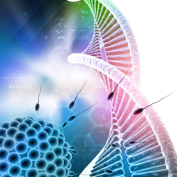 sperm yumurtayı gidiyor