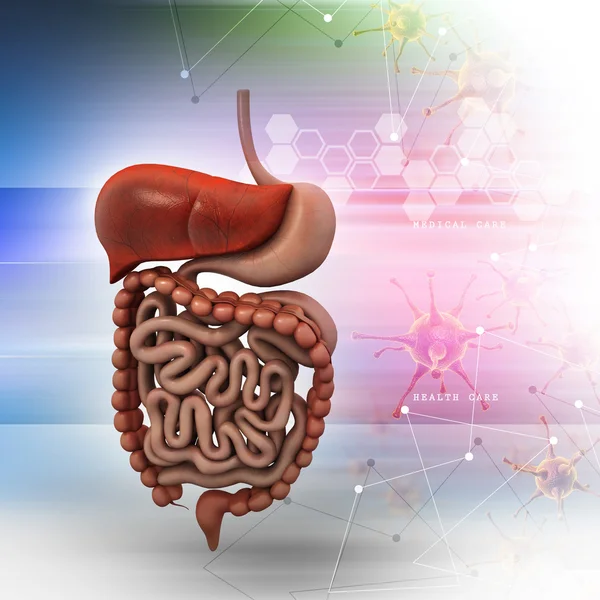 Sistema digestivo humano —  Fotos de Stock