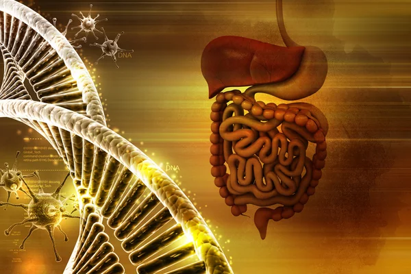 Digestive system and DNA — Stock Photo, Image