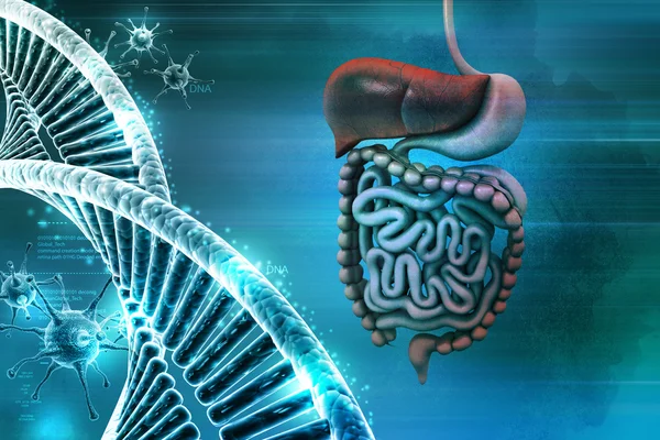 Sistema digestivo y ADN Imagen de archivo