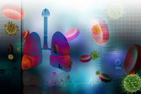 Ihmisen keuhkojen malli — kuvapankkivalokuva