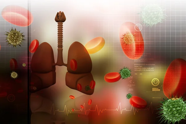 Model of human lungs — Stock Photo, Image