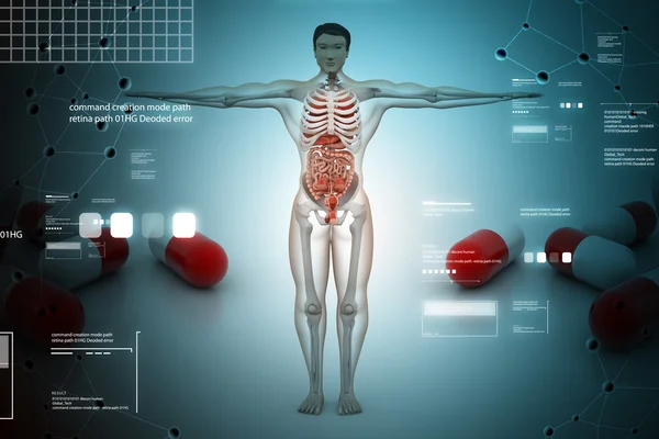 Concept d'anatomie du corps humain — Photo