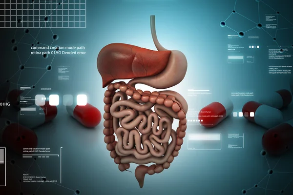 Sistema digestivo humano — Foto de Stock