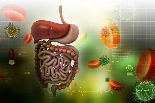 Sistema digestivo humano Imagen de archivo
