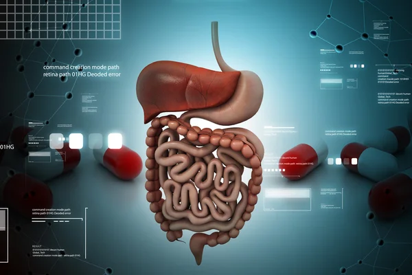 Sistema digestivo humano Imagen de stock