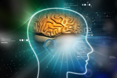 İnsan kafası beyinde