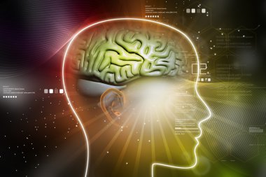 İnsan kafası beyinde