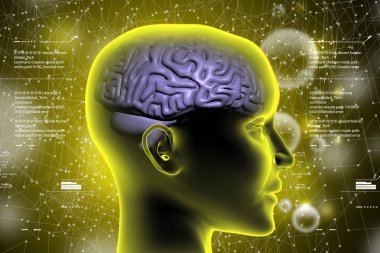 İnsan kafası beyinde